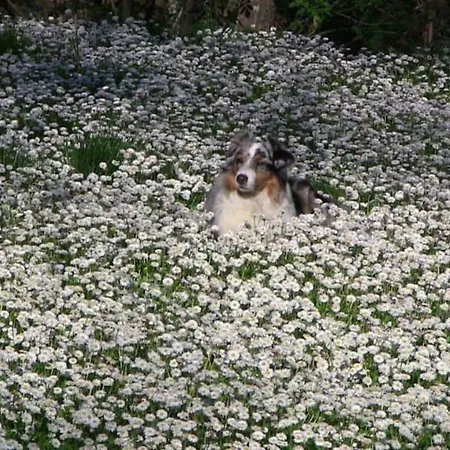 Appartement Frallarenza *