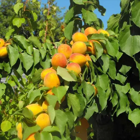 Frallarenza Apartmán Ficulle